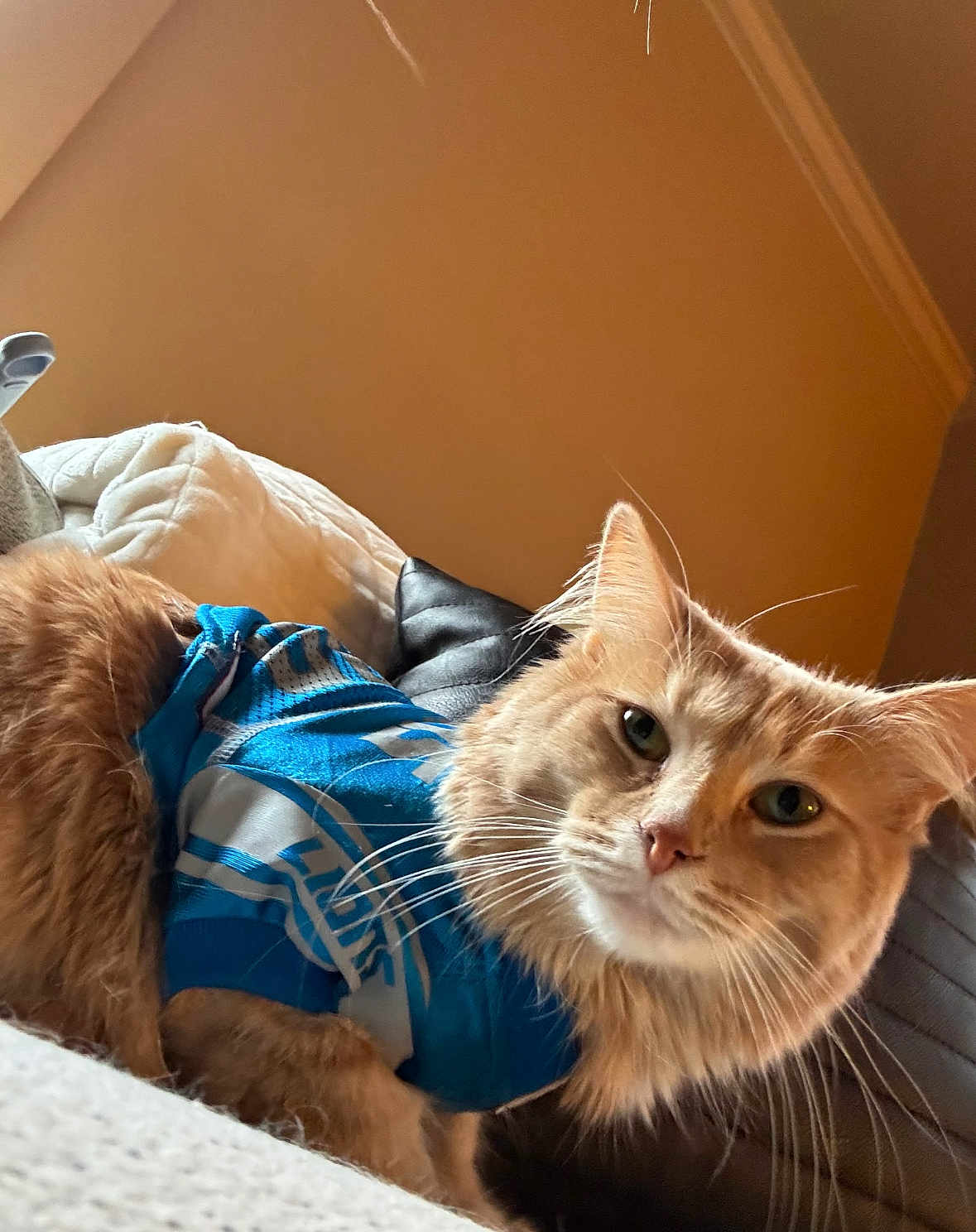 Goldie joined the competition — help win amazing prizes! cat, orange_cat, feline, pet, blue_shirt, fur, whiskers, couch, blanket, indoor, cozy, relaxed, closeup, portrait, animal, domestic_animal, looking_at_camera, soft_fur, cute, housepet