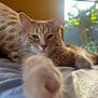 Goldie is registered to the contest to win money with this photo: cat, orange_tabby, paw, bed, blanket, sunlight, window, indoor, relaxed, feline, fur, whiskers, cozy, closeup, sleepy, home, pet, resting, soft_light, blurred_background