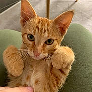 Simba a rejoint le concours — aidez-le/la à gagner de superbes lots ! kitten, cat, orange_tabby, playing, paw, whiskers, fur, indoor, human_hand, tickling, curious, close_up, pet, cute, animal, young, legs, furniture, soft, relaxed