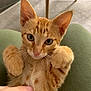 kitten, cat, orange_tabby, playing, paw, whiskers, fur, indoor, human_hand, tickling, curious, close_up, pet, cute, animal, young, legs, furniture, soft, relaxed