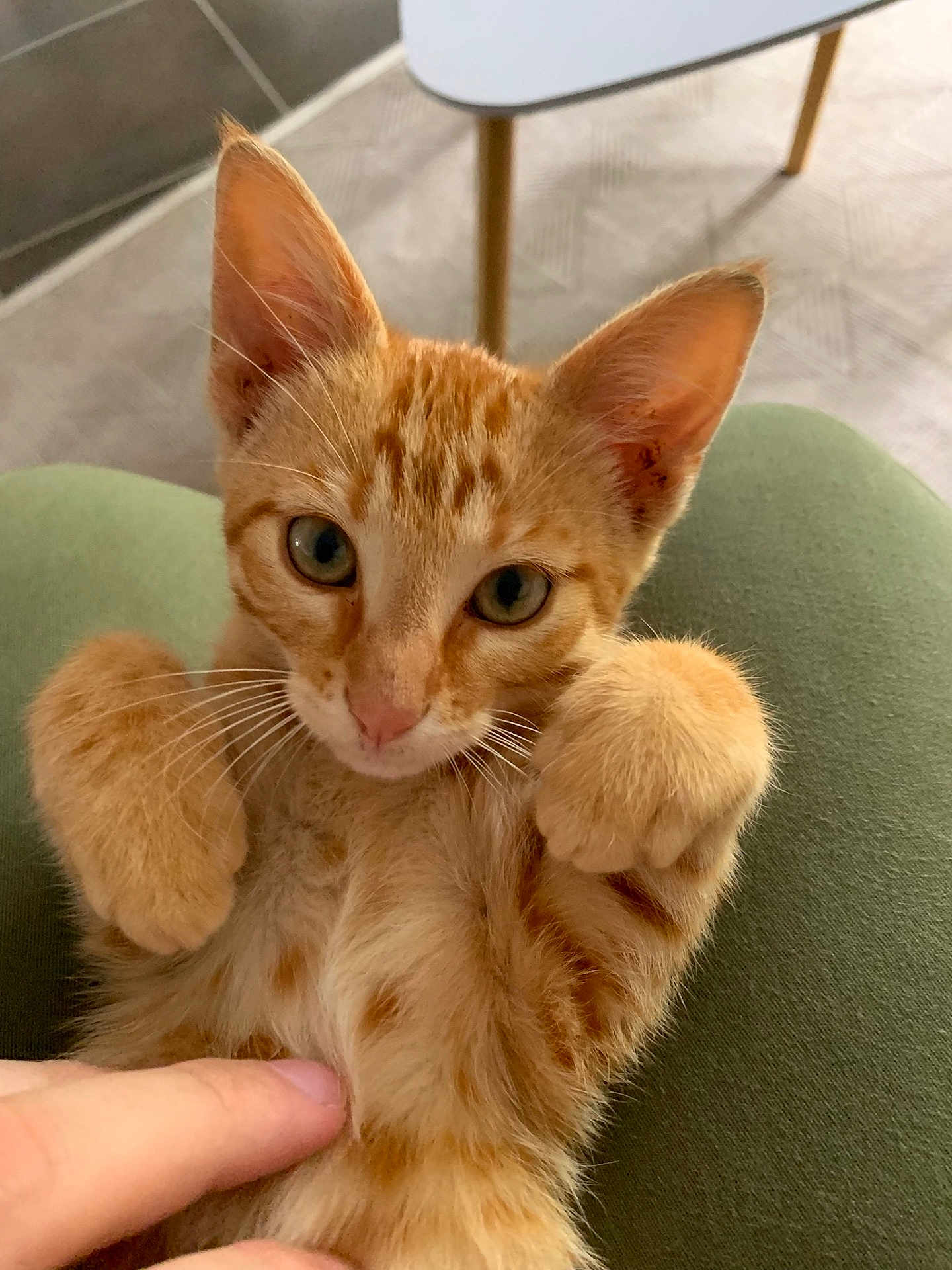 Simba