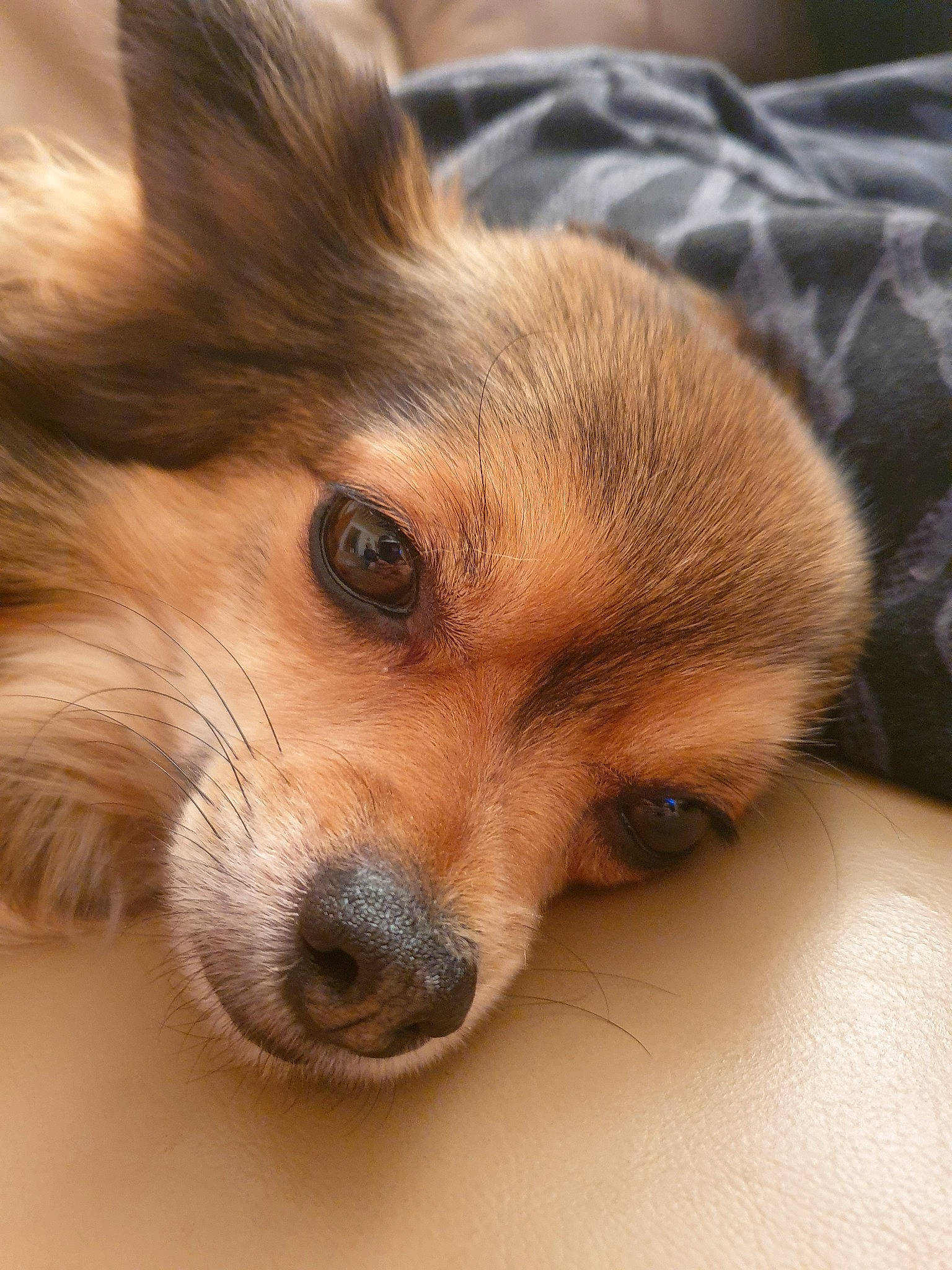 Ollie joined the competition — help win amazing prizes! canidae, carnivore, close_up, companion_dog, dog, dog_breed, fur, german_spitz, german_spitz_klein, german_spitz_mittel, mammal, nose, pomeranian, puppy, skin, snout, spitz, toy_dog, vertebrate, whiskers