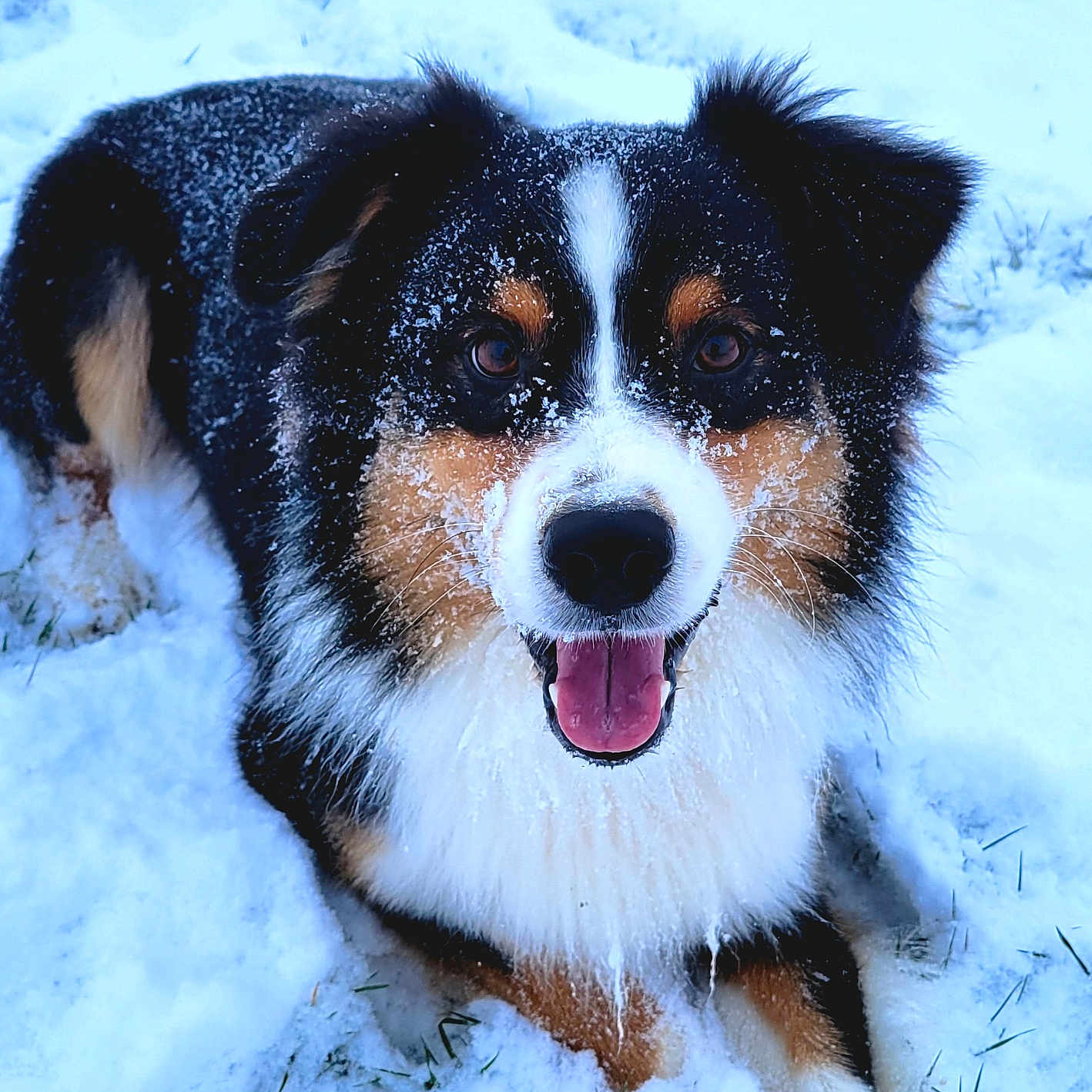 Toffee