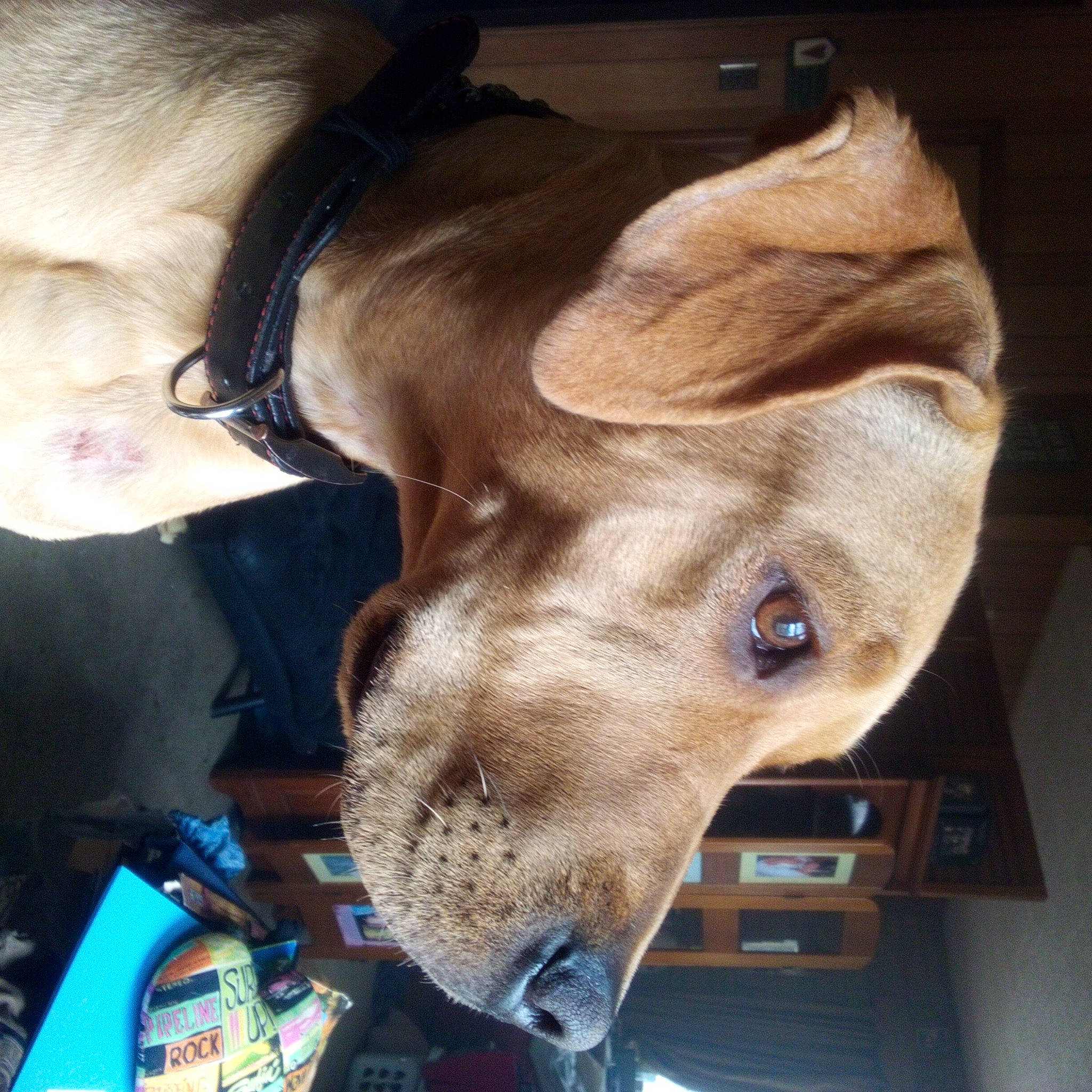 Willow Joy is registered to the contest to win money with this photo: canidae, carnivore, collar, companion_dog, dog, dog_breed, ear, eyelash, fawn, felidae, fur, hearing, jaw, liver, neck, selfie, snout, sporting_group, whiskers, working_animal