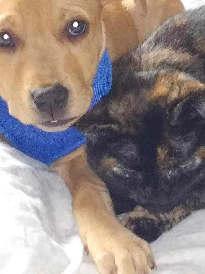 Mystique joined the competition — help win amazing prizes! carnivore, cat, collar, comfort, companion_dog, dog, dog_breed, dog_clothes, dog_collar, dog_supply, fawn, felidae, fur, mammal, paw, small_to_medium_sized_cats, snout, vertebrate, whiskers, working_animal