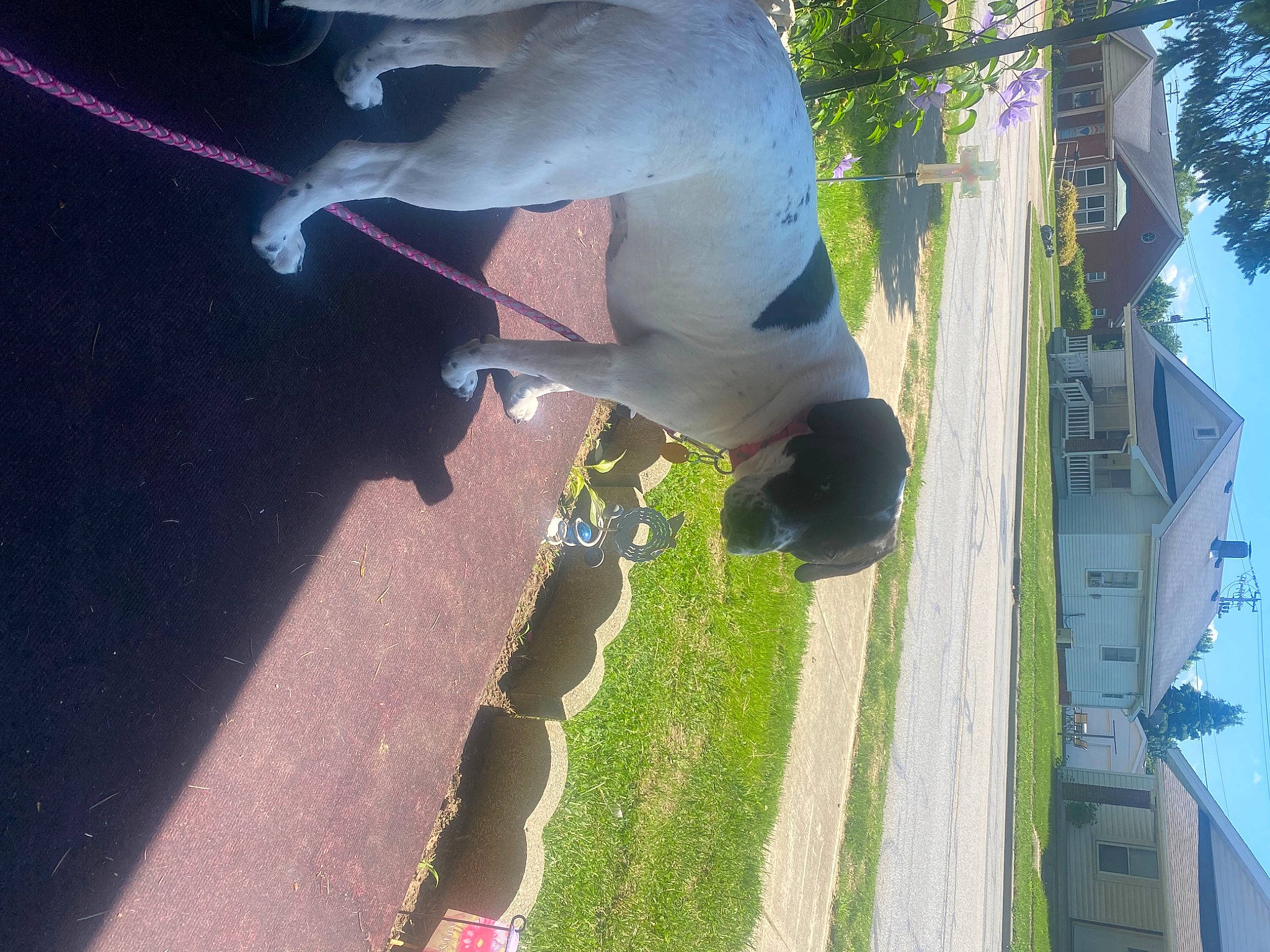 Chubbs is registered to the contest to win money with this photo: adventure, art, asphalt, canidae, dog_breed, fun, grass, landscape, leisure, light, plant, recreation, road_surface, shadow, sky, sporting_group, tail, tree, wing