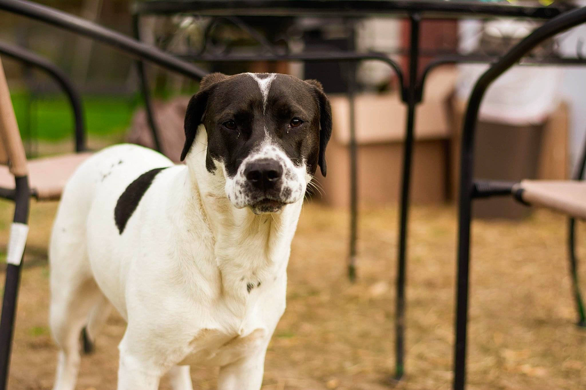 Chubbs is registered to the contest to win money with this photo: canidae, carnivore, collar, companion_dog, dog, dog_breed, dog_collar, dog_supply, fawn, fur, mammal, paw, pet_supply, plant, snout, sporting_group, tail, whiskers, working_animal, working_dog