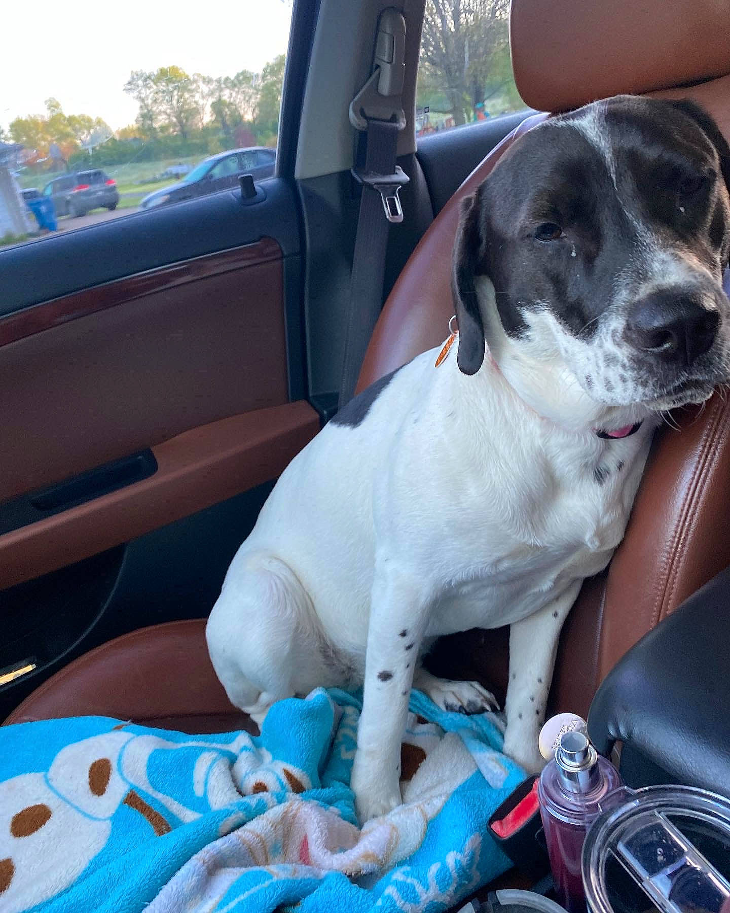Chubbs joined the competition — help win amazing prizes! auto_part, automotive_exterior, automotive_mirror, car, car_seat, car_seat_cover, carnivore, collar, companion_dog, dog, dog_breed, dog_collar, family_car, fawn, hood, motor_vehicle, sporting_group, steering_wheel, vehicle, vehicle_door