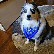 Beau is registered to the contest to win money with this photo: dog, blue_eyes, bandana, indoor, rug, wooden_floor, furniture, curious, pet, fluffy, sitting, close_up, portrait, companion, domestic_animal, canine, household, animal, cute, attentive