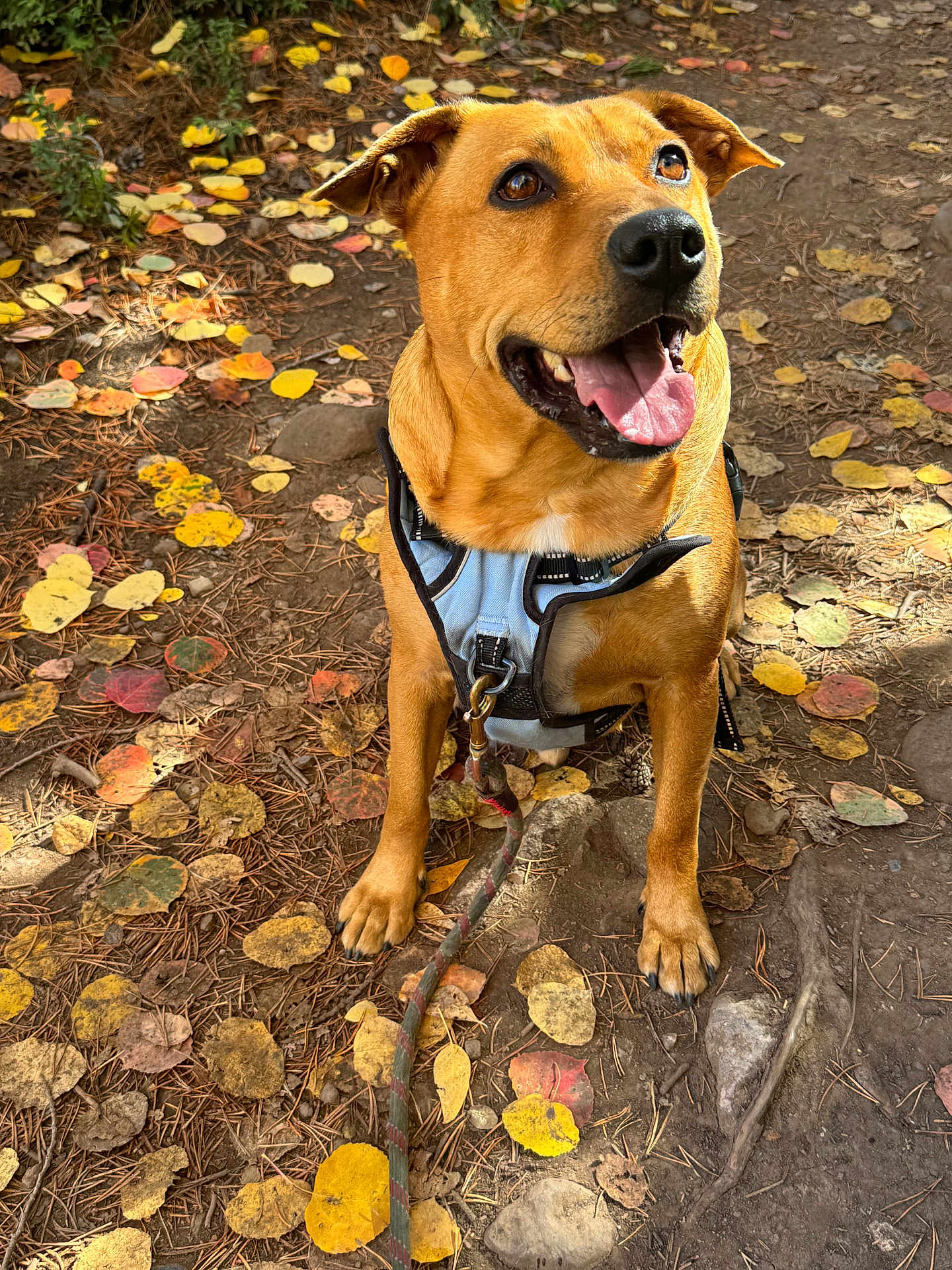 Ollie is registered to the contest to win money with this photo: dog, animal, pet, canine, outdoor, forest, autumn, leaves, earth, harness, tongue_out, happy, sitting, nature, brown, playful, daylight, closeup, ground, tree_roots