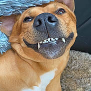 Ollie joined the competition — help win amazing prizes! animal, black_nose, brown_fur, canine, close_up, cozy, cute, dog, ears, fur, happy, indoor, lying_down, pet, relaxed, smiling, snout, teeth, tongue_hidden, white_chest