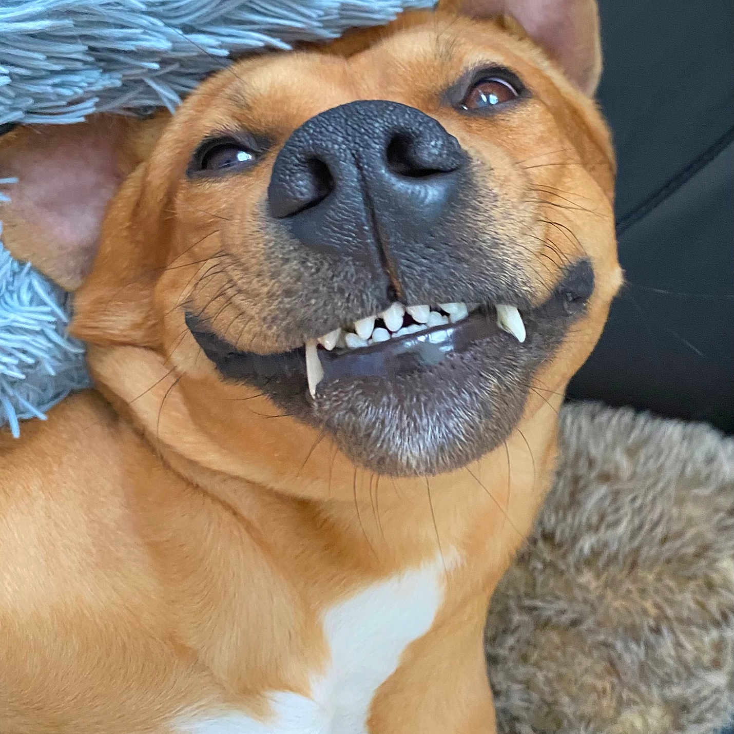 Ollie joined the competition — help win amazing prizes! animal, black_nose, brown_fur, canine, close_up, cozy, cute, dog, ears, fur, happy, indoor, lying_down, pet, relaxed, smiling, snout, teeth, tongue_hidden, white_chest