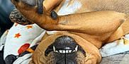 Ollie joined the competition — help win amazing prizes! dog, pet, upside_down, paw, teeth, blanket, couch, brown_fur, cozy, relaxed, indoor, playful, canine, snout, nose, sleepy, fur, animal, cute, smiling