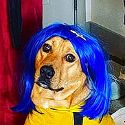 Ollie joined the competition — help win amazing prizes! dog, blue_wig, yellow_cape, indoor, pet_costume, funny, animal, brown_dog, sitting, human_hand, floor, footwear, wall, door, light, cute, portrait, domestic_animal, costume, playful