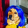 dog, blue_wig, yellow_cape, indoor, pet_costume, funny, animal, brown_dog, sitting, human_hand, floor, footwear, wall, door, light, cute, portrait, domestic_animal, costume, playful