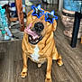 Ollie joined the competition — help win amazing prizes! dog, indoor, wooden_floor, sunglasses, blue, playful, tongue_out, pet, brown_dog, happy, household, furniture, floor, canine, cute, sitting, animal, funny, star_shaped, portrait