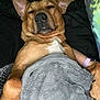 Ollie is registered to the contest to win money with this photo: dog, sleepy, blanket, paw, fur, cozy, resting, pet, animal, relaxed, indoor, brown, white_patch, snuggled, cute, companion, canine, soft_texture, comfort, lying_down