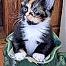adorable, animal, calico, cat, ceramic, curious, cute, feline, frog, green, indoor, kitten, paws, pet, plant_pot, sitting, small, whiskers, wood_background, wood_floor