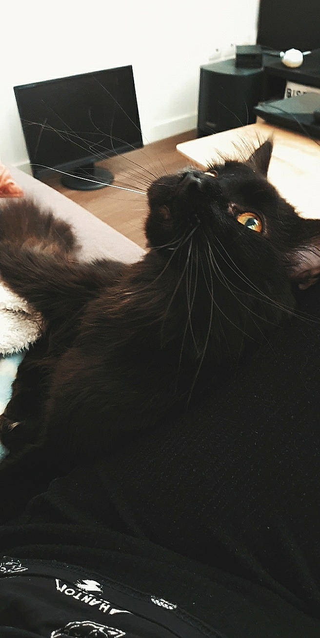 Hollow participe au concours pour gagner de l'argent avec cette photo : black, black_cat, carnivore, cat, ear, eye, felidae, fur, norwegian_forest_cat, sky, small_to_medium_sized_cats, snout, tail, whiskers