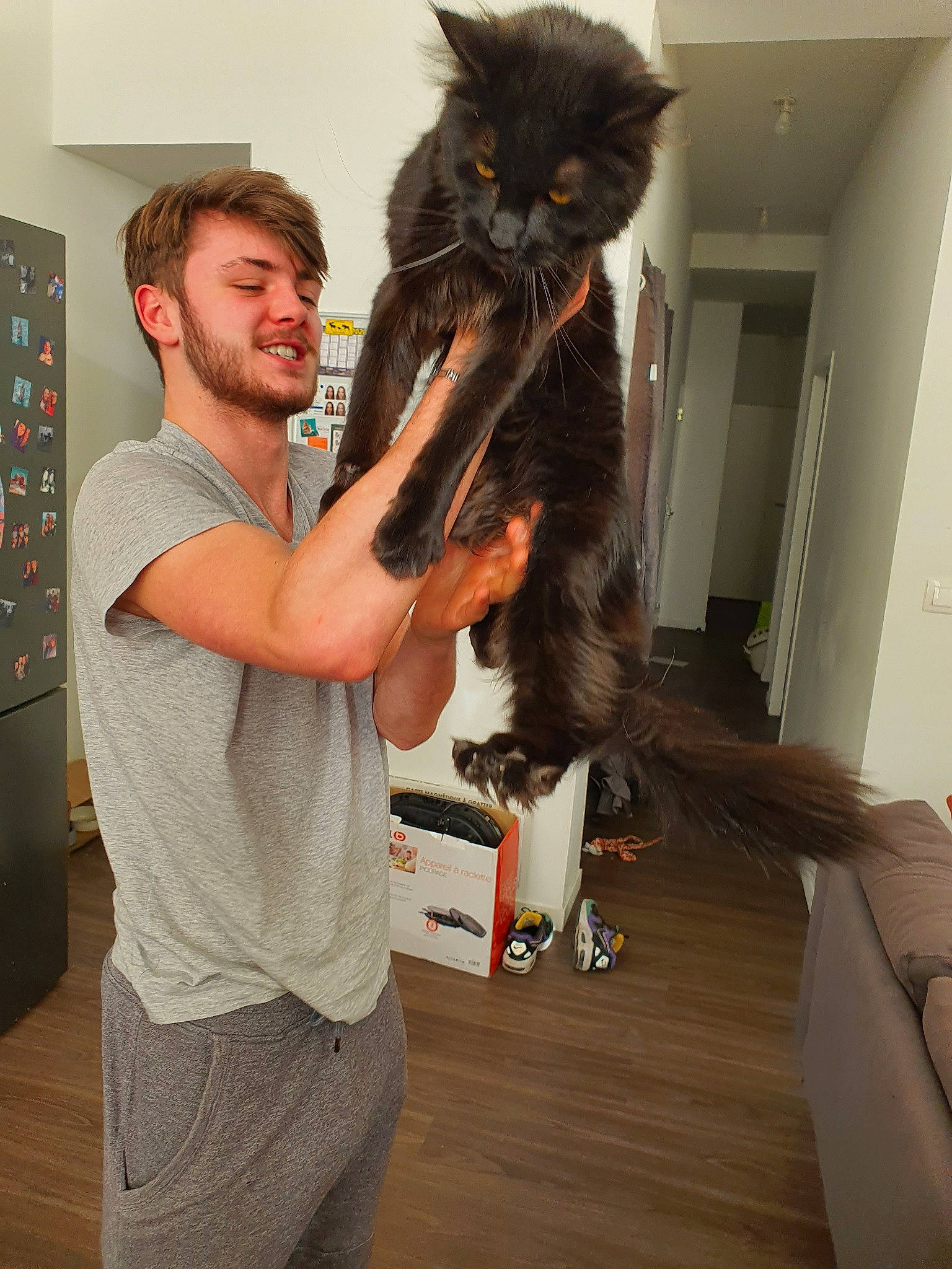 Hollow a rejoint le concours — aidez-le/la à gagner de superbes lots ! carnivore, cat, domestic_long_haired_cat, felidae, fur, kitten, long_hair, maine_coon, nebelung, norwegian_forest_cat, shoulder, small_to_medium_sized_cats, whiskers