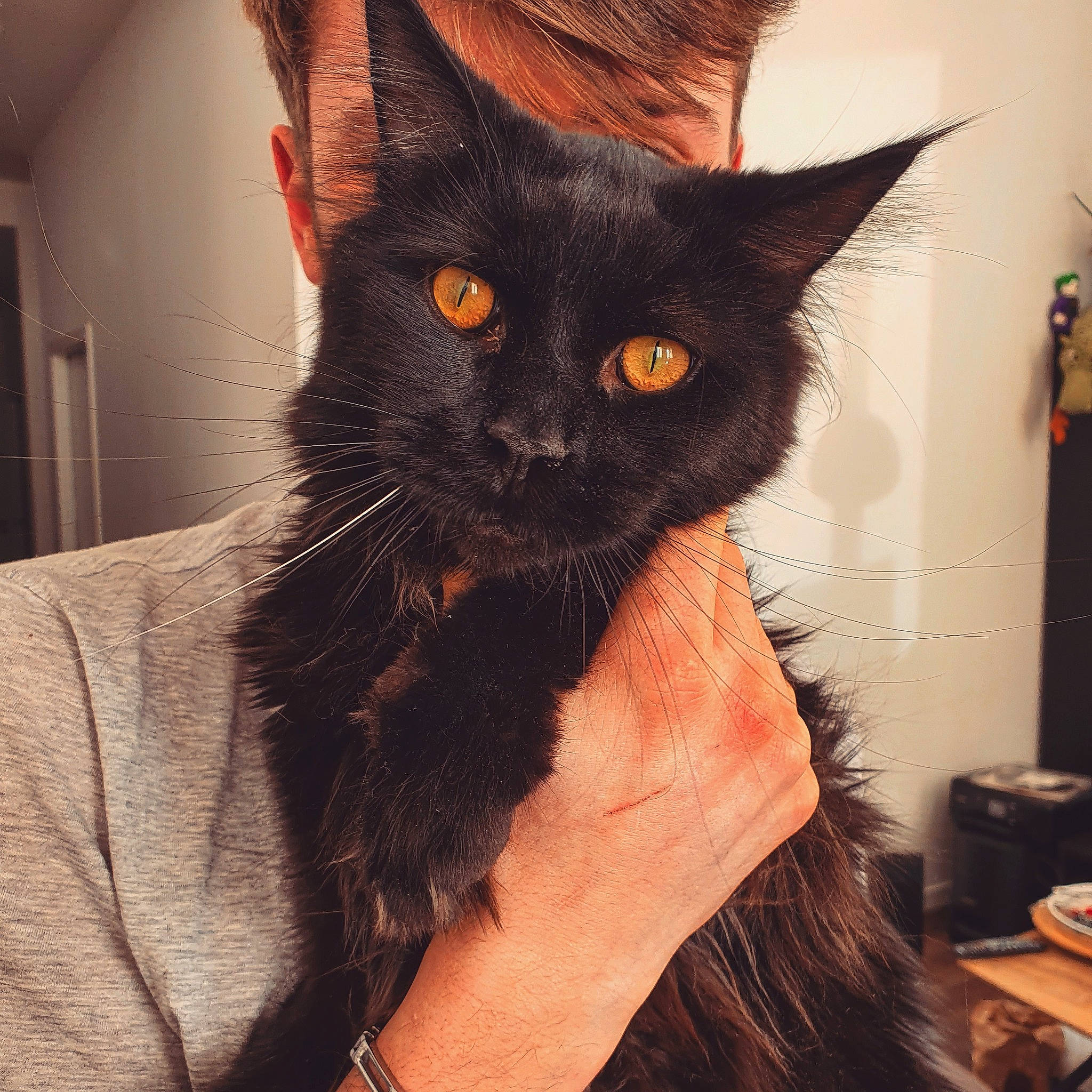 Hollow a rejoint le concours — aidez-le/la à gagner de superbes lots ! asian, black_cat, bombay, carnivore, cat, ear, felidae, german_rex, havana_brown, javanese, kitten, mammal, oriental_longhair, small_to_medium_sized_cats, whiskers