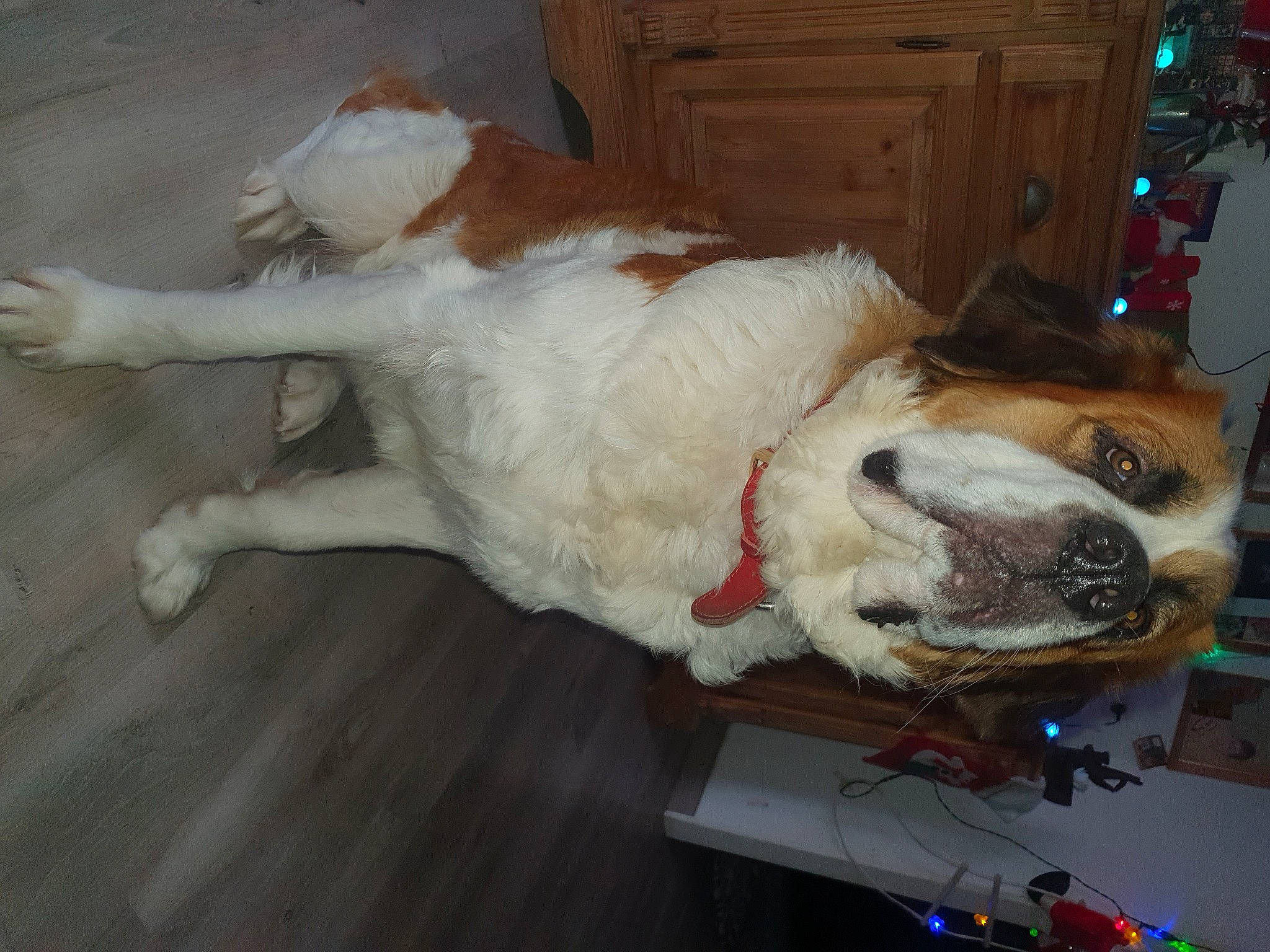 Salie participe au concours pour gagner de l'argent avec cette photo : cabinetry, canidae, carnivore, chair, collar, companion_dog, dog, dog_breed, dog_collar, fawn, flooring, fur, hardwood, snout, sporting_group, tail, whiskers, wood, wood_flooring, working_animal