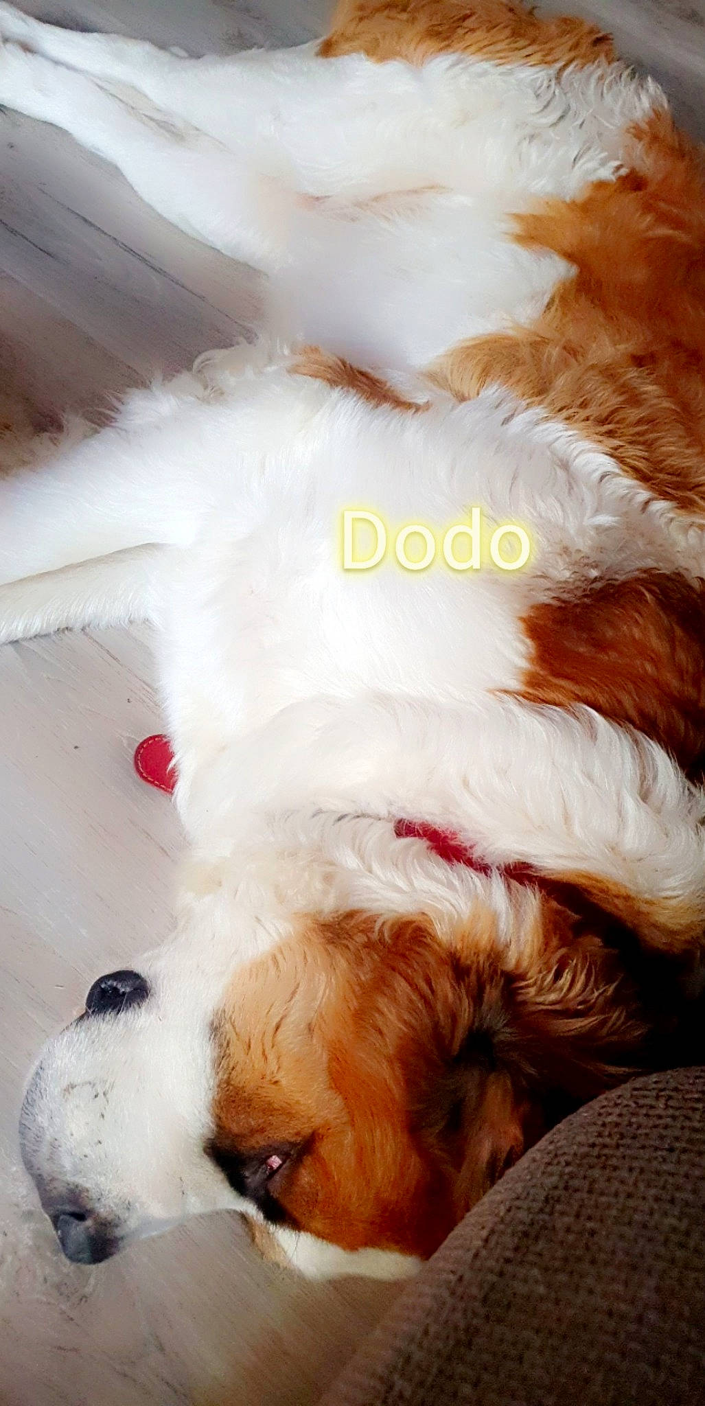 Salie a rejoint le concours — aidez-le/la à gagner de superbes lots ! bathing, canidae, carnivore, companion_dog, dog, dog_breed, dog_supply, fawn, fur, happy, liver, mammal, nose, puppy_love, snout, sporting_group, tail, terrier, toy_dog, whiskers