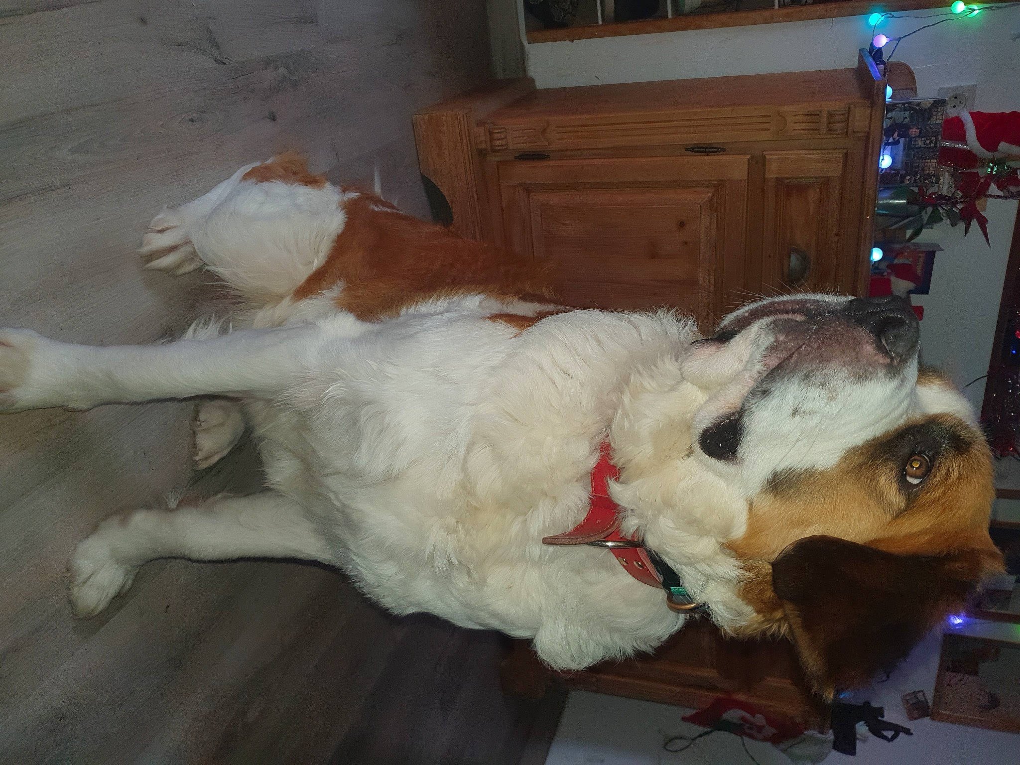 Salie participe au concours pour gagner de l'argent avec cette photo : cabinetry, canidae, carnivore, collar, companion_dog, dog, dog_breed, dog_collar, fawn, felidae, fur, hardwood, paw, small_to_medium_sized_cats, snout, sporting_group, tail, whiskers, wood, working_animal