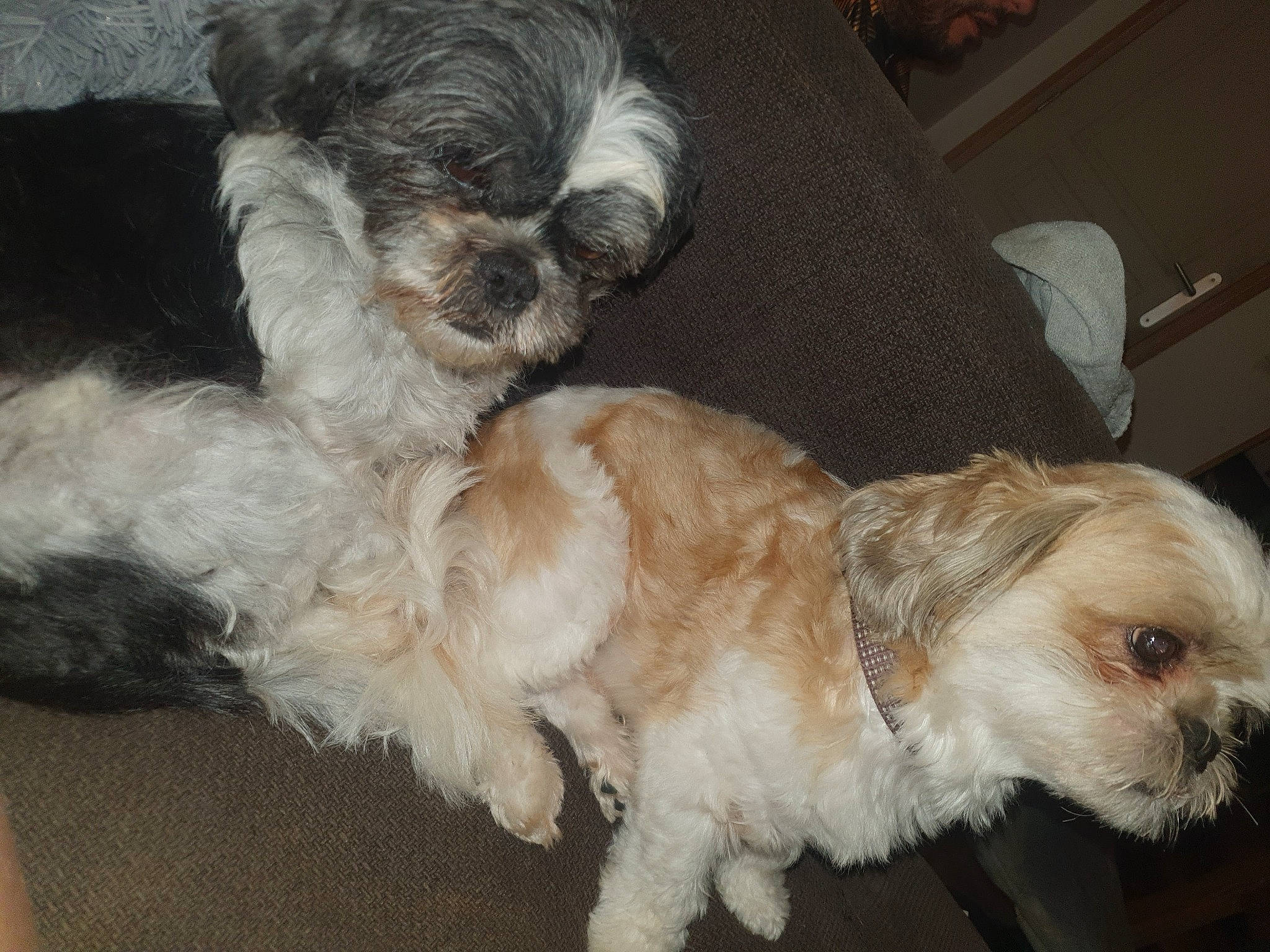 Louna participe au concours pour gagner de l'argent avec cette photo : canidae, carnivore, companion_dog, dog, dog_breed, fawn, fur, liver, maltepoo, puppy_love, shih_poo, small_terrier, snout, sporting_group, tail, terrier, toy_dog, watch, whiskers, working_animal