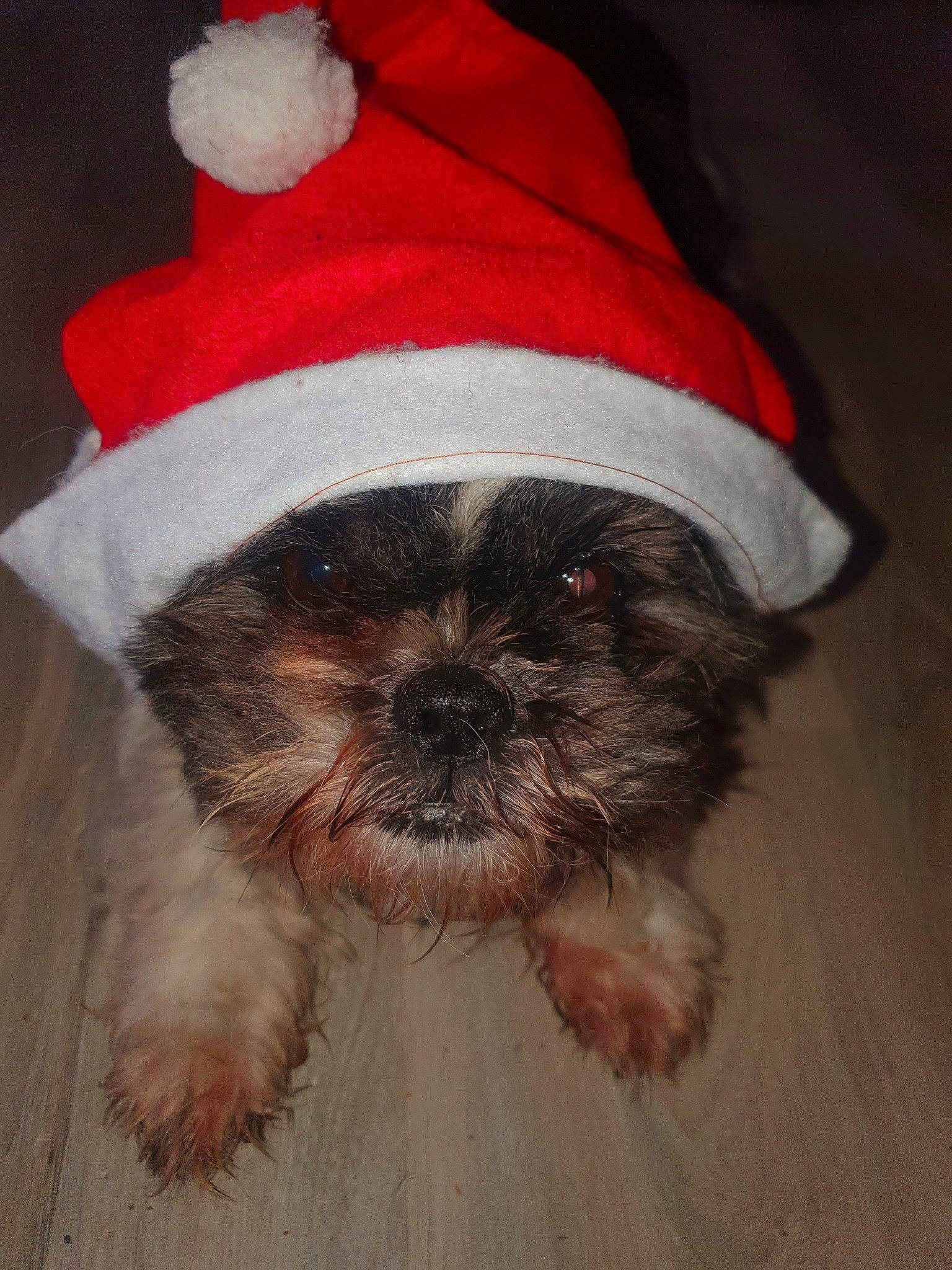 Louna a rejoint le concours — aidez-le/la à gagner de superbes lots ! cap, carnivore, companion_dog, costume_hat, dog, dog_breed, dog_clothes, dog_supply, fawn, fur, hat, liver, pet_supply, shih_tzu, small_terrier, snout, sporting_group, terrier, toy_dog, working_animal