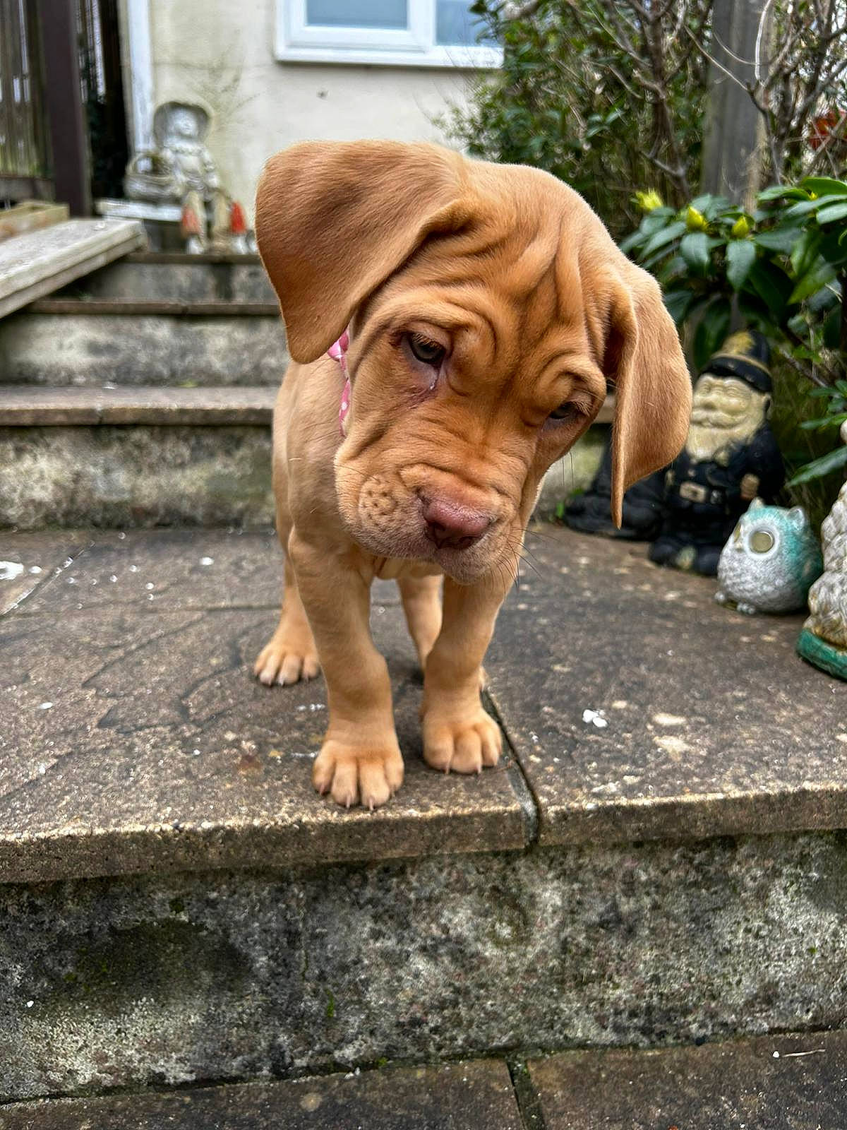 Baia joined the competition — help win amazing prizes! art, carnivore, companion_dog, dog, dog_breed, fawn, flooring, grass, liver, molosser, plant, road_surface, sidewalk, snout, sporting_group, terrestrial_animal, window, wood, working_animal, wrinkle