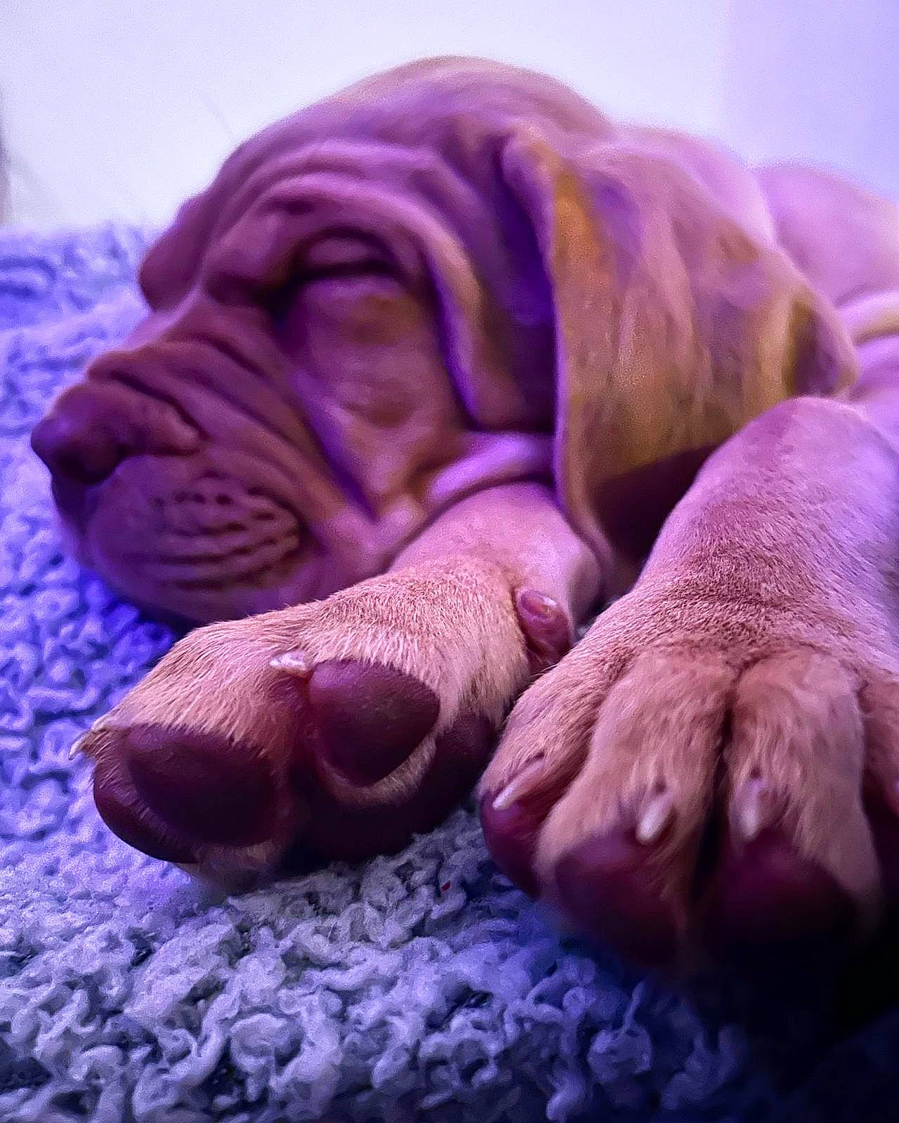 Baia is registered to the contest to win money with this photo: canidae, carnivore, comfort, companion_dog, dog, dog_breed, electric_blue, fawn, fur, liver, magenta, nap, pink, purple, snout, sporting_group, terrestrial_animal, whiskers, wildlife, wrinkle