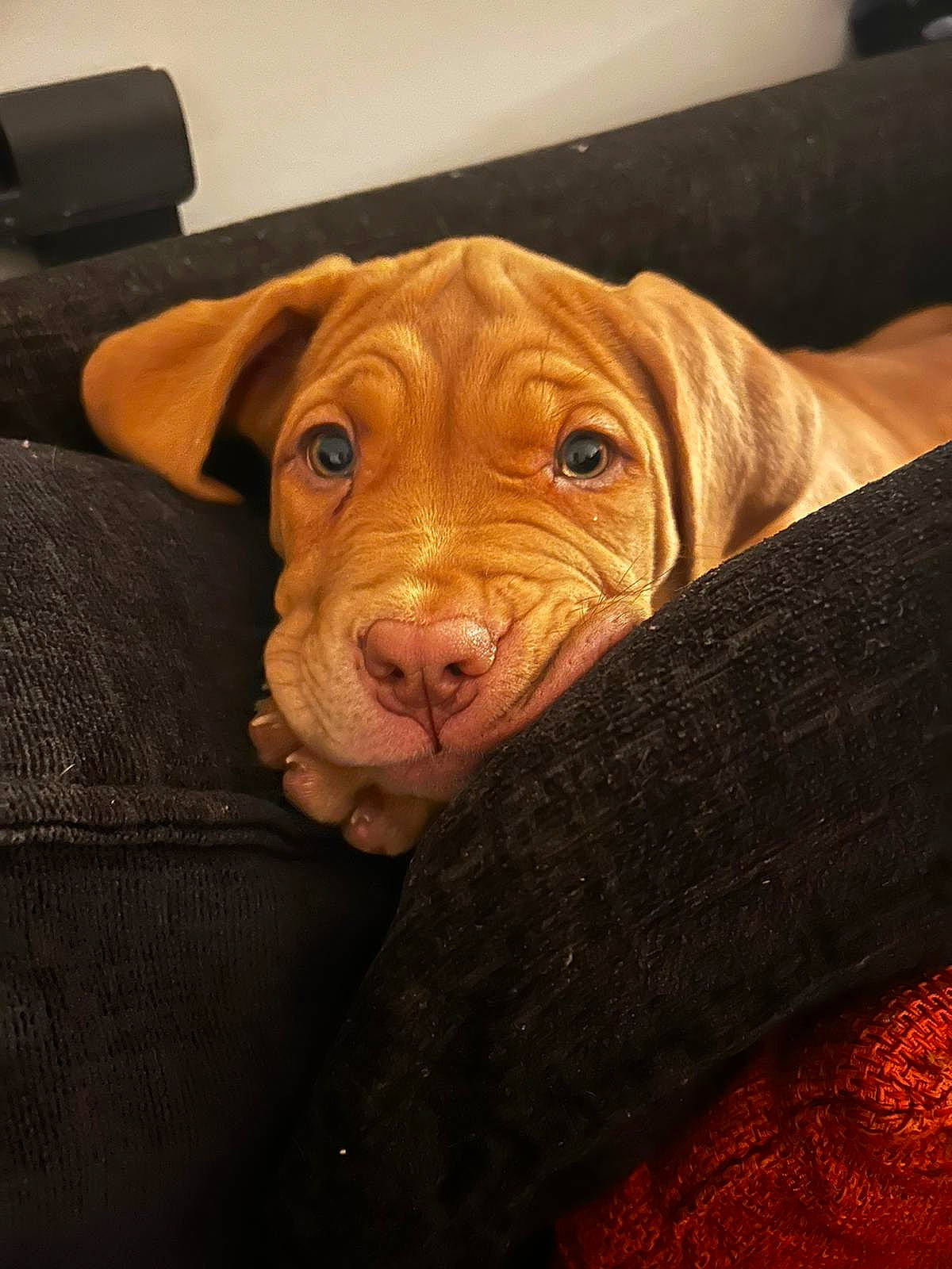 Baia joined the competition — help win amazing prizes! brown, canidae, carnivore, comfort, companion_dog, dog, dog_breed, dog_supply, ear, fawn, fur, liver, pet_supply, puppy, snout, sporting_group, whiskers, wood, working_animal, wrinkle