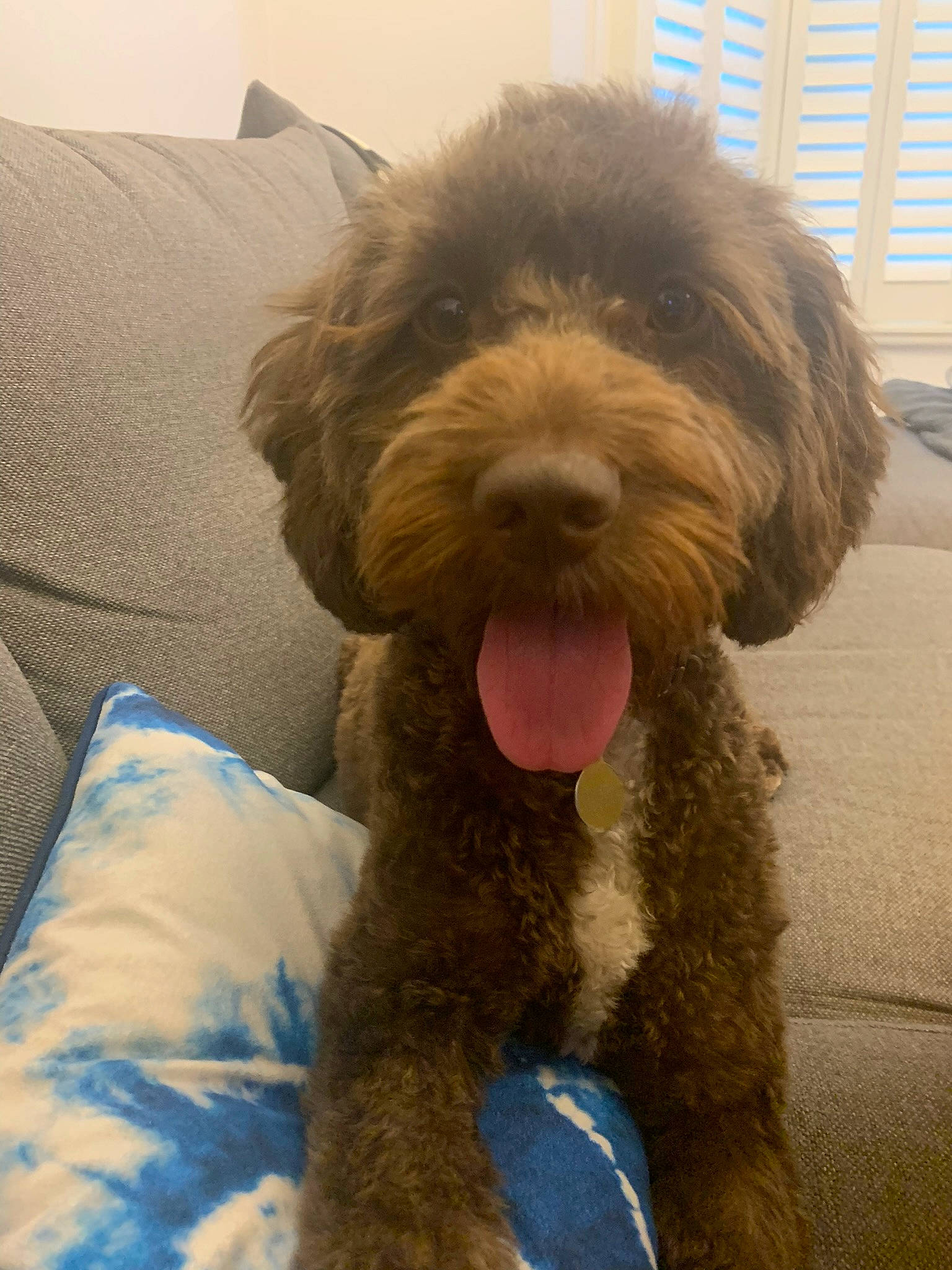 Lulu joined the competition — help win amazing prizes! canidae, carnivore, comfort, companion_dog, couch, dog, dog_breed, fur, labradoodle, liver, non_sporting_group, small_terrier, snout, sporting_group, terrier, toy_dog, water_dog, window_blind, working_animal