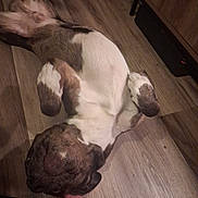 Potter joined the competition — help win amazing prizes! dog, lying_down, wooden_floor, pet, playful, brown, white, indoor, canine, belly_up, relaxed, paw, flooring, close_up, animal, companion, domestic, friendly, resting, human_hand