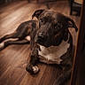 Potter is registered to the contest to win money with this photo: dog, brindle, indoor, flooring, wooden_floor, pet, animal, canine, laying_down, curious, brown, white_paw, close_up, portrait, domestic, relaxed, looking_at_camera, furniture, cozy, household