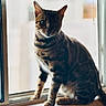 Sunshine joined the competition — help win amazing prizes! cat, window, indoor, animal, pet, striped, sitting, feline, whiskers, ears, natural_light, curious, closeup, domestic_animal, fur, windowsill, shadow, quiet, portrait, background_blur