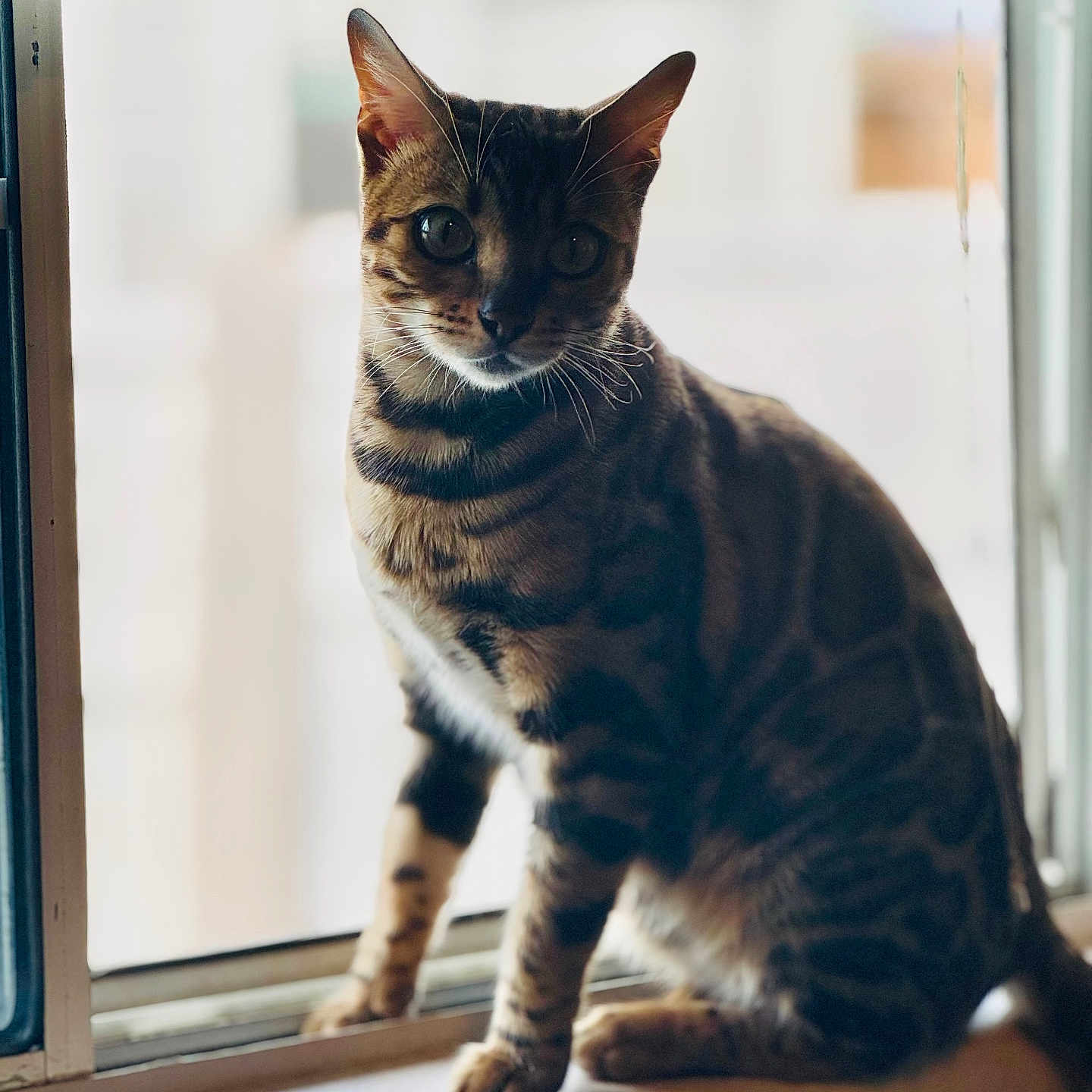 Sunshine joined the competition — help win amazing prizes! cat, window, indoor, animal, pet, striped, sitting, feline, whiskers, ears, natural_light, curious, closeup, domestic_animal, fur, windowsill, shadow, quiet, portrait, background_blur