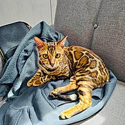 Sunshine joined the competition — help win amazing prizes! bengal_cat, cat, feline, pet, indoor, couch, blue_hoodie, fabric, gray_couch, animal, fur_pattern, alert_eyes, relaxed, domestic_cat, whiskers, paws, resting, cozy, soft_texture, household
