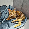 bengal_cat, cat, feline, pet, indoor, couch, blue_hoodie, fabric, gray_couch, animal, fur_pattern, alert_eyes, relaxed, domestic_cat, whiskers, paws, resting, cozy, soft_texture, household