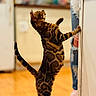 Sunshine joined the competition — help win amazing prizes! bengal_cat, cat, standing, kitchen, wooden_floor, curious, feline, striped, pet, indoor, animal, person_partial, jeans, ripped_jeans, slippers, home, furniture, counter, stretching, domestic