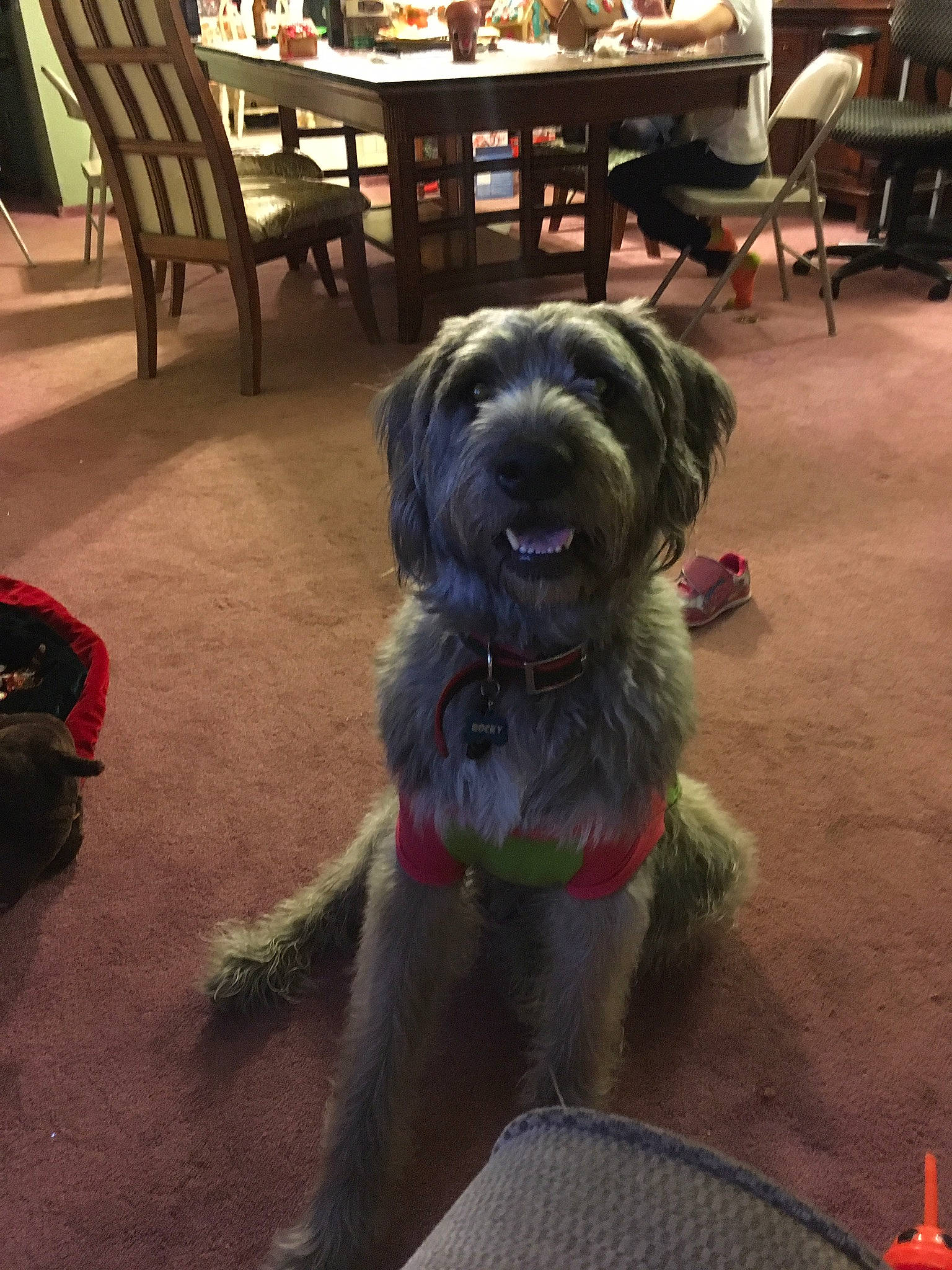 Rocky joined the competition — help win amazing prizes! canidae, carnivore, chair, companion_dog, dog, dog_breed, flooring, fur, hardwood, kitchen_dining_room_table, schnauzer, small_terrier, snout, sporting_group, standard_schnauzer, table, tail, terrier, toy_dog, working_animal