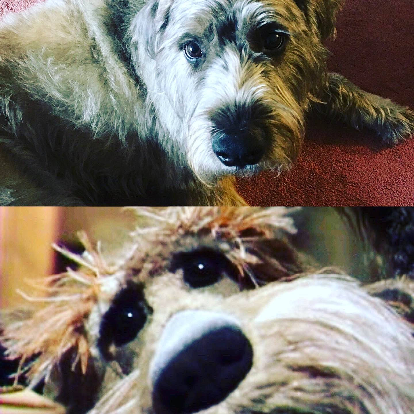 Rocky is registered to the contest to win money with this photo: canidae, carnivore, companion_dog, dog, dog_breed, fur, giant_dog_breed, liver, mammal, photo_caption, photography, sharing, small_terrier, snout, sporting_group, terrestrial_animal, terrier, toy_dog, vertebrate, working_animal