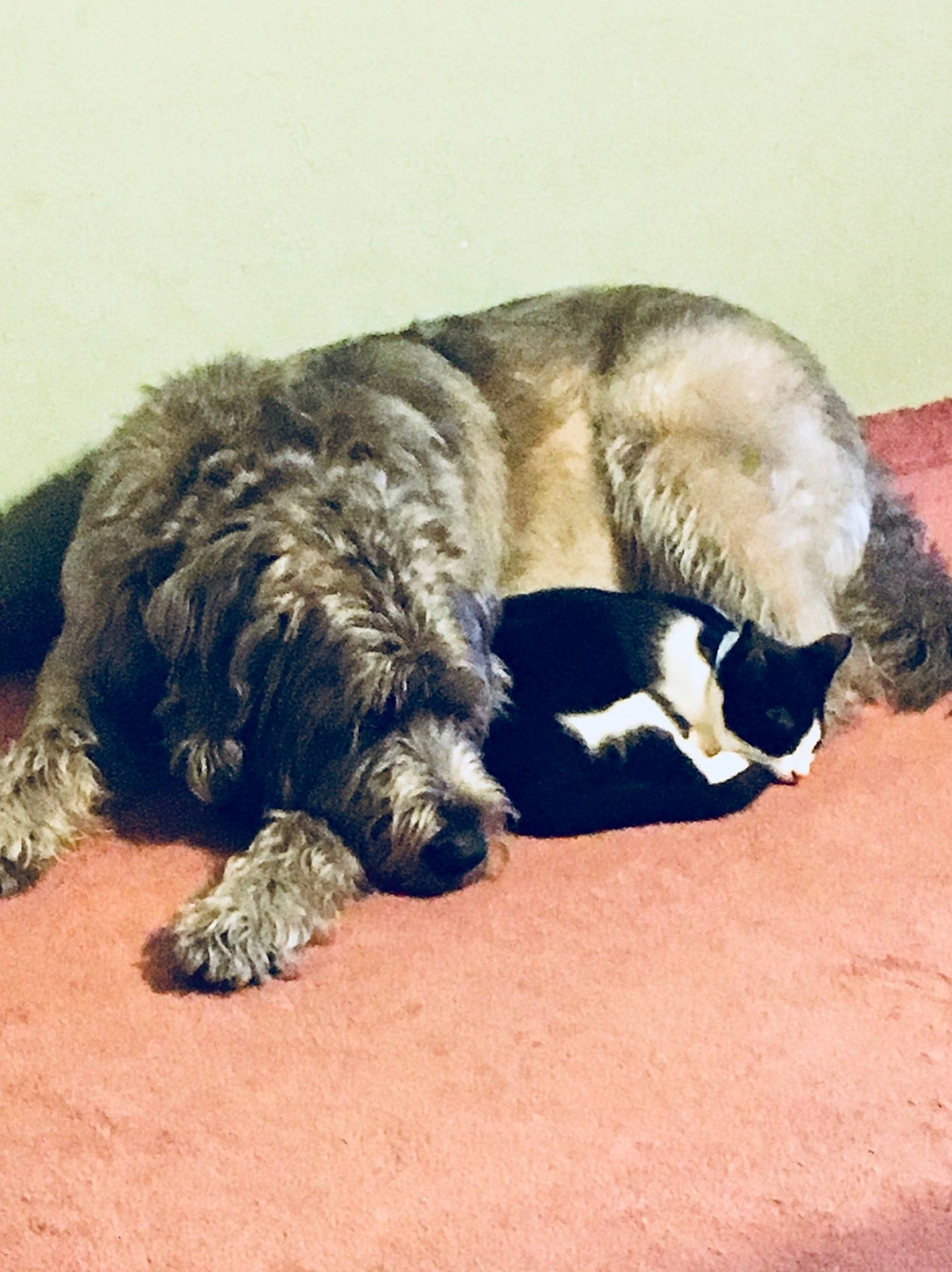 Rocky is registered to the contest to win money with this photo: canidae, carnivore, claw, comfort, companion_dog, dog, dog_breed, fur, metal, military_camouflage, nap, paw, sitting, sleep, snout, soil, sporting_group, tail, terrestrial_animal, working_animal