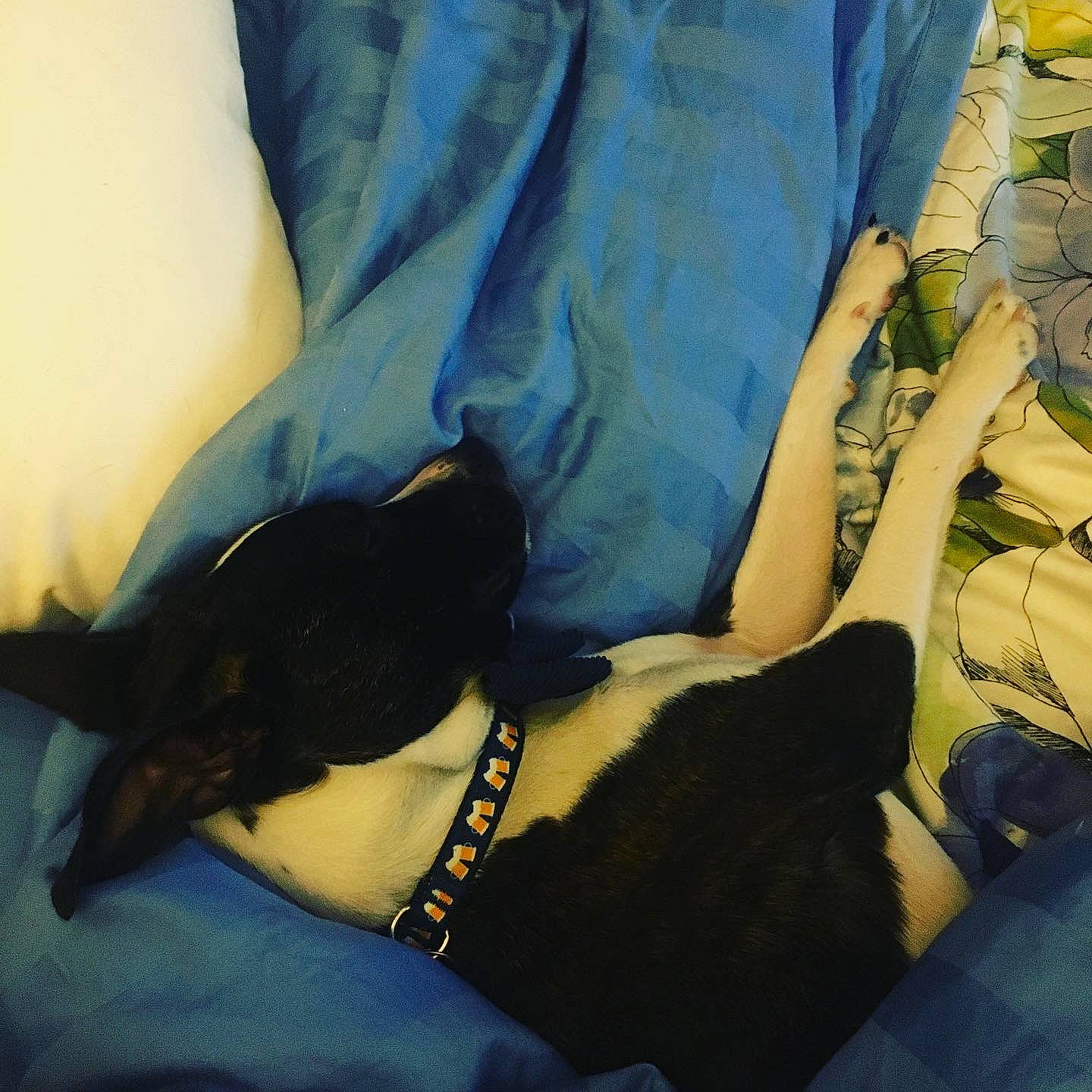 Forrest joined the competition — help win amazing prizes! canidae, carnivore, comfort, companion_dog, dog, dog_breed, fawn, foot, gesture, human_leg, knee, linens, mammal, snout, sporting_group, tail, thigh, tints_and_shades, vertebrate, wrist