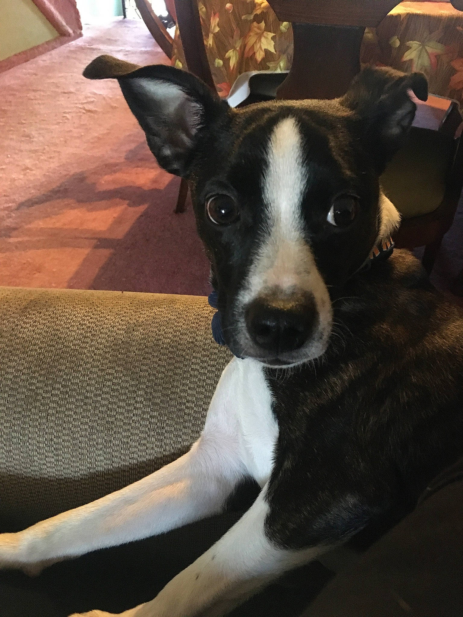 Forrest is registered to the contest to win money with this photo: canidae, carnivore, collar, comfort, companion_dog, dog, dog_breed, ear, eye, fawn, fur, linens, mcnab, puppy, snout, sporting_group, terrestrial_animal, terrier, whiskers, working_animal