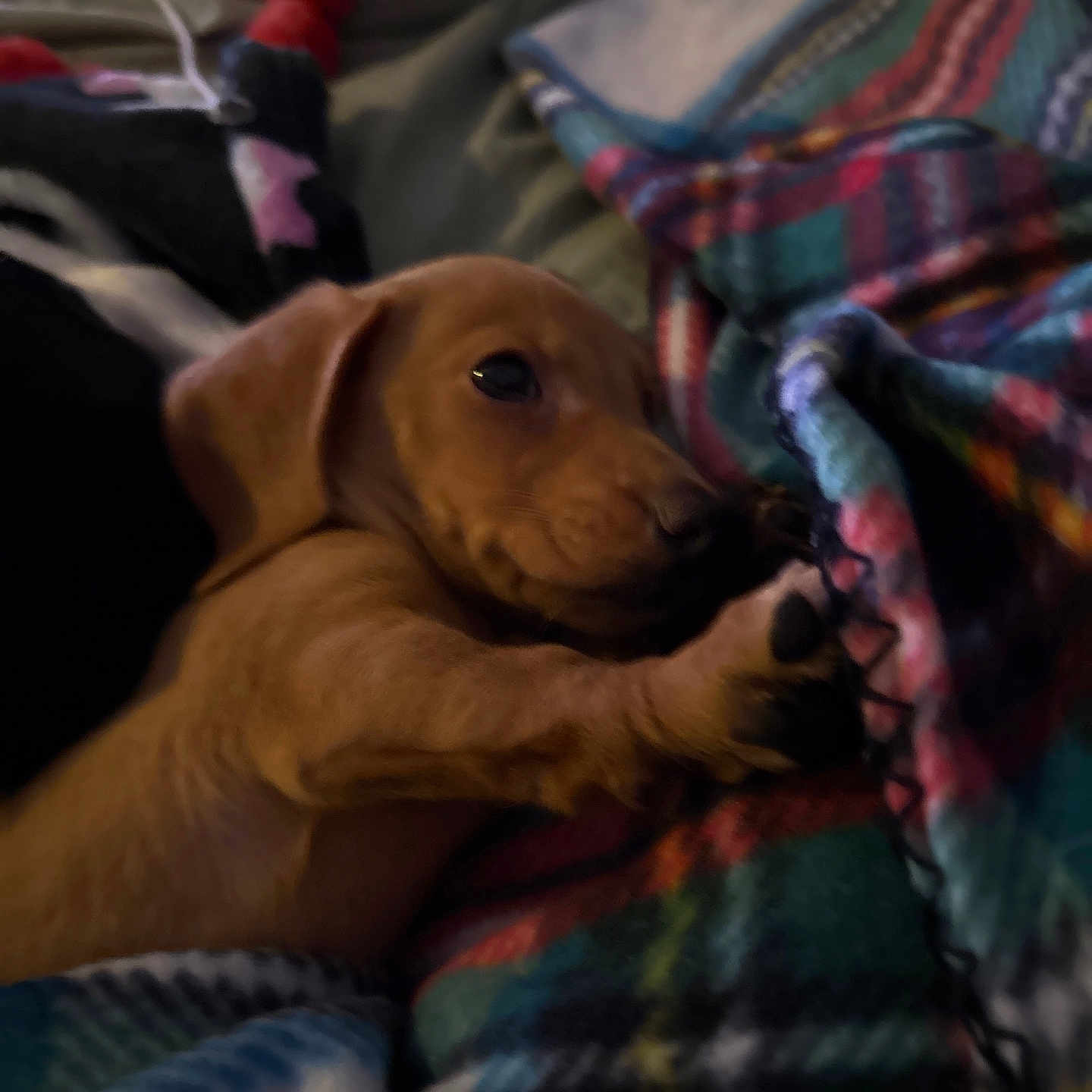 Dash is registered to the contest to win money with this photo: puppy, dog, blanket, colorful, snuggling, cozy, cute, pet, indoor, soft_light, warm, fur, animal, young, resting, paw, sleepy, comfort, closeup, domestic