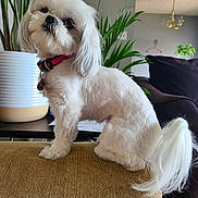 Roux joined the competition — help win amazing prizes! collar, couch, cozy, curious, dog, domestic_animal, fur, furniture, home, houseplant, indoor, living_room, mammal, pet, plant, portrait, sitting, small_dog, tail, white_dog