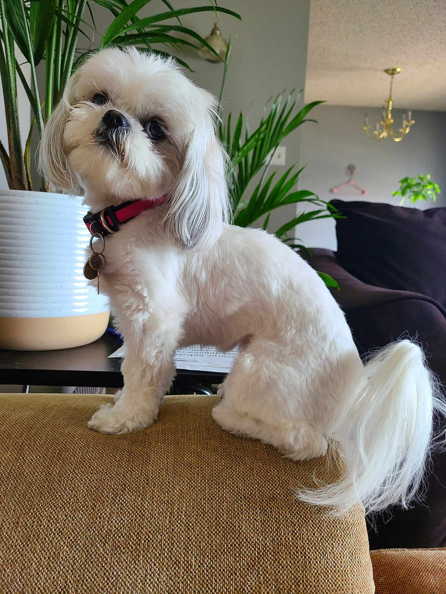 Roux joined the competition — help win amazing prizes! collar, couch, cozy, curious, dog, domestic_animal, fur, furniture, home, houseplant, indoor, living_room, mammal, pet, plant, portrait, sitting, small_dog, tail, white_dog
