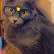 Nola Moon joined the competition — help win amazing prizes! cat, gray_cat, glasses, digital_filter, pet, feline, indoor, carpet, furniture, closeup, cute, animal, whiskers, ears, eyes, portrait, cozy, fluffy, domestic_cat, looking